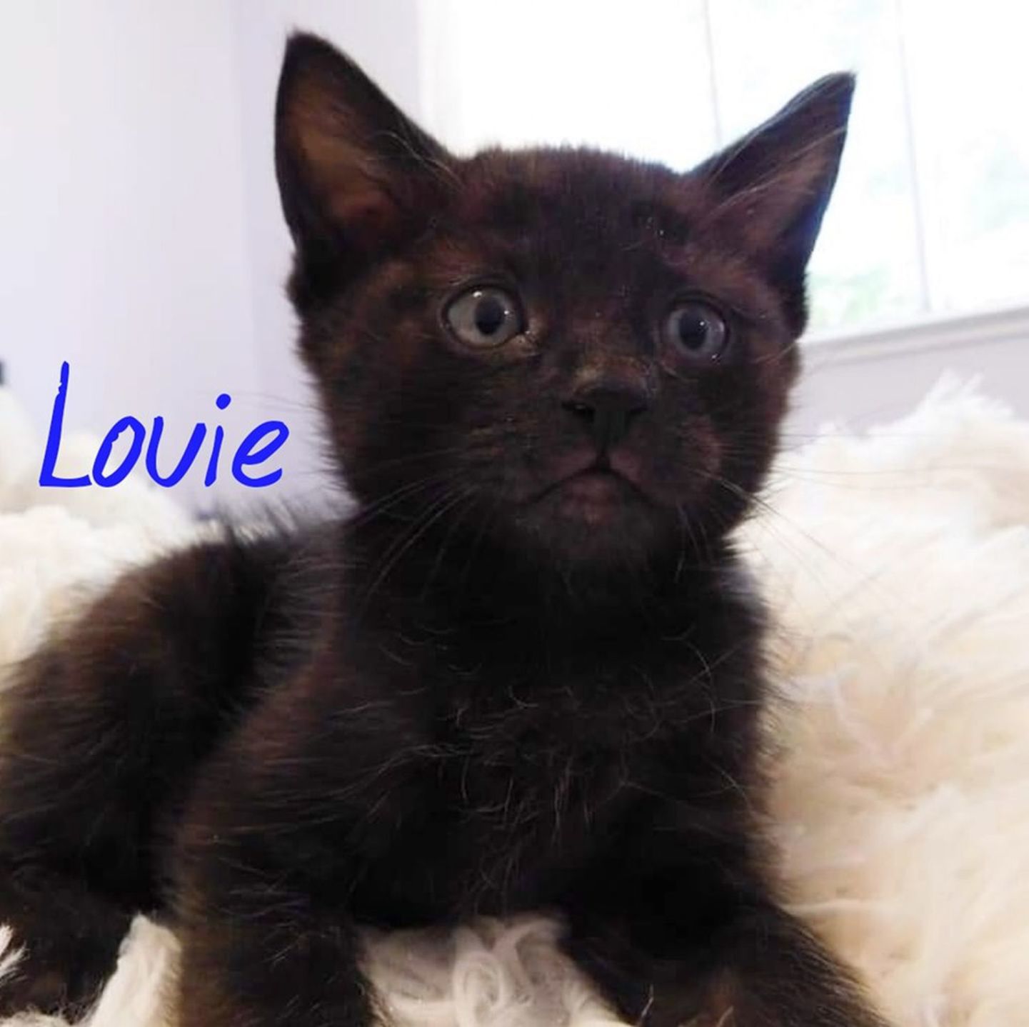 Adopt a Pet | Louie